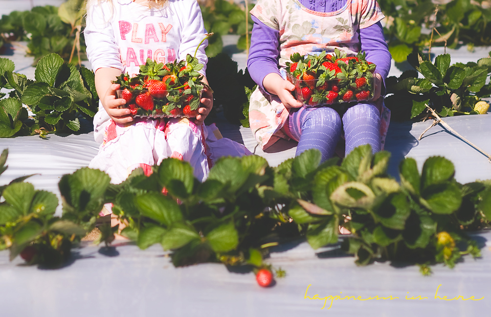 Strawberry Farm field trip | Happiness is here