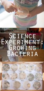 Science: Growing Bacteria